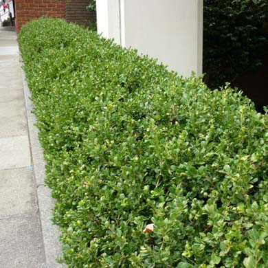 Box Hedging